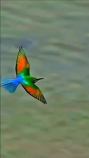 Beautiful Colorful Birds Flying in Slow Motion | Amazing Bird Moments,
