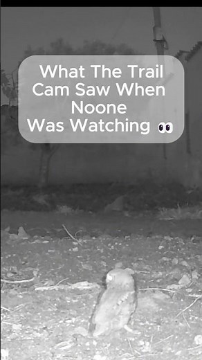 Surprising Night Visitors in My Sicilian Garden 🦉🦔