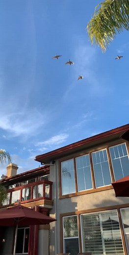 Urban Duck Calling for Mallards in Waterfowl Hunting Adventure