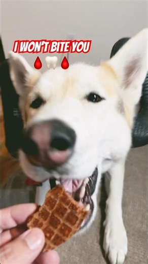 Bite You 😬 #pets #shorts #cute #dog #petlover