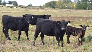 Drought leaves East Tennessee cattle in trouble