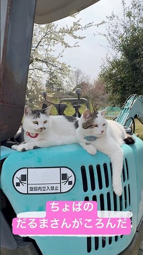 ちょぱのだるまさんがころんだ、と、びびのダッシュ#びびちょぱ #猫ダッシュ #catsdash #cats #ねこ