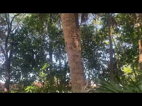 Species Spotlight: Sabal Palm