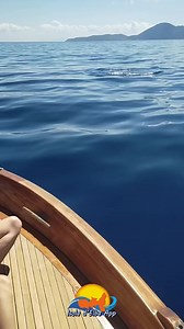 In barca alla scoperta dei delfini e delle tartarughe con @il paradiso dei delfini, veramente consigliato 🔝 | Isola d'Elba App