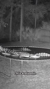 Florida alligators jumping on trampoline The videos are made using Ai for your entertainment! | Chris And Jasmin
