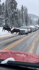 Moose Brawl Shuts Down Highway in Wyoming Jackson Hole, Wyoming — November 15, 2025 Commuters in Wyoming’s mountainous backcountry faced an unusual delay this week when a pair of massive bull moose decided to settle a score right in the middle of a snowy highway. Traffic was brought to a complete standstill as the two giants locked antlers, oblivious to the line of vehicles waiting on either side of the icy roadway. The situation turned from a spectacle to a close encounter when the power strugg