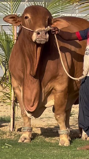 Showcasing Cattle at Livestock Events: A Close-Up