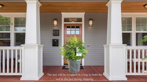 Southern Living Nandina Lemon Lime Live Shrub in 2-Gallon Grower Pot