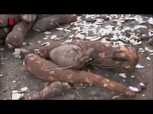 Comment réussir avec la plantation de manioc ?