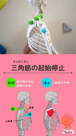 三角筋（さんかくきん）の起始停止・作用を、骨格模型と合わせてみてみましょう🦴 | 世界一ゆる〜い解剖学教室