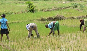 To feed a growing population, farms chew away at Madagascar’s forests