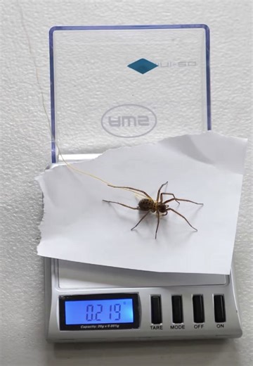 Testing the strength of a spider