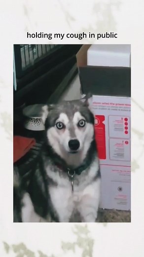 Part 45 | Funny and Cute Dog Comp 🐶🥰 . . . #dogcompilation #funnydog #funnypet #doglover #dog #dogsoftiktok