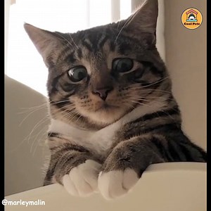 5.4M views · 158K reactions | Hilarious Pet Reactions藍藍藍 | Life in AITA | Facebook