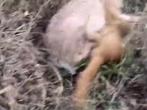 4.2M views · 10K reactions | #rabbit #wildanimals #animals #animalworld #animalvideo #wild #wildlife #animalrisk | Hunter Animal Clip | Facebook