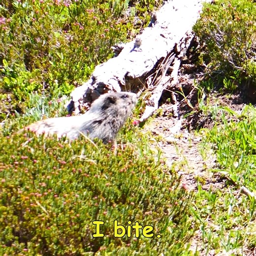 89K views · 3K reactions | The marmots at Mount Rainier National Park...
