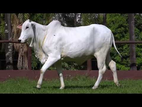 ADIR 6568 ETHAPA DA 2L