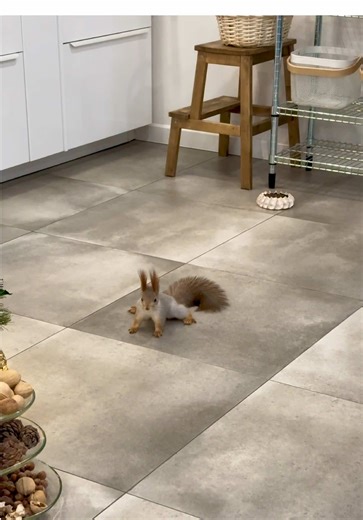 How Squirrels Communicate: A Look at Their Greetings