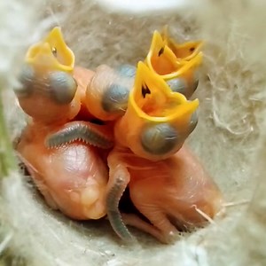 24K views · 361 reactions | Inside the Hidden Nest of a Zitting Cisticola | Review All Birds | Facebook