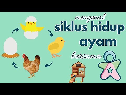Siklus Hidup Ayam | Life Cycle of Chicken