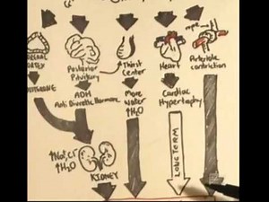 Renin-Angiotensin-Aldosterone System Overview