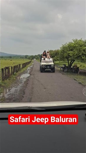 Serunya Naik Jeep di Savana Bekol Baluran | Safari Africa van Java – Trans Javanesia
