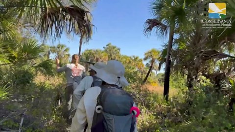 See how Conservancy of Southwest Florida staff track and capture Burmese pythons