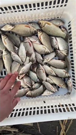 Freshwater Fishing Adventures: Share Your Best Catch