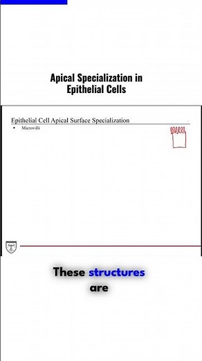 Apical Specialization in Epithelial Cells