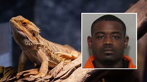 Houston man accused of killing girlfriend's lizard in fit of jealous rage