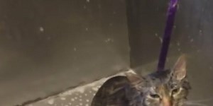 Soggy cat says ‘no more’ to having a bath