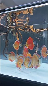 Beautiful super red tiger discus tank ❤️