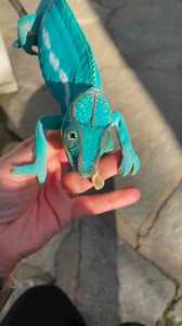 If Neelix was a day of the week, he would be Sunday for sure 🥹🩵🖖. And just like that, we say hello to September! I can’t believe it. Does anyone else feel like the months are FLYING by?! #KammerflageKreations #nosybe #PantherChameleon #Furciferpardalis #cutepets #animalreels #coolanimals #familybusiness #chameleon #lizard | Kammerflage Kreations