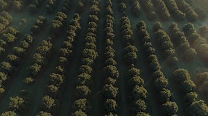 “Macadamias are at the heart of our family” says macadamia farmer Austin Curtin. Meet one of our many macadamia growers, see what a day on the farm looks like for him and his family in Northern NSW. | Australian Macadamias