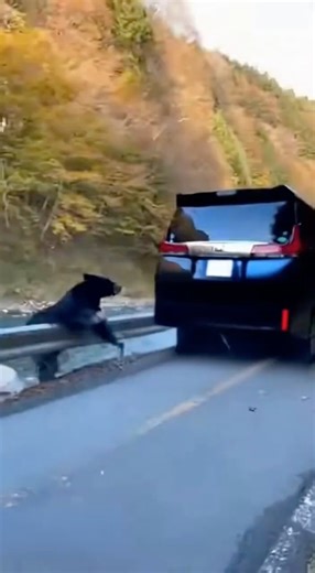 熊と事故る😨 注意喚起 熊出没注意 #バズ動画 #残クレアルファード