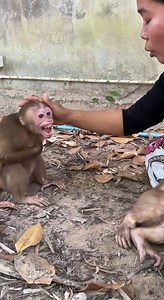 60K views · 1.1K reactions | Spoil Monkey ChiChi Very Angry Bro Monkey | Cute Baby Monkey | Facebook