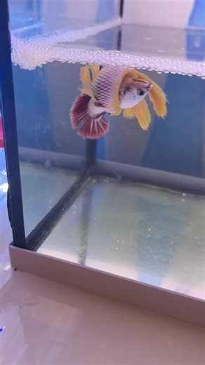 First Time Breeding Betta Fish Captured on Video