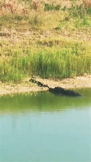 447K views · 1.8K reactions | Alligator absolutely destroys a snake for a tasty snack!  {IG} wilda_nimalearth #gator #snake #alligator #ehp #americanalligator #evergladesholidaypark #viral #viralvideos | Everglades Holiday Park | Facebook