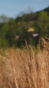 363 reactions · 3 comments | Give the gift of warmth and charm this holiday with the cozy Front Porch Collection! | Dolly Parton | Facebook