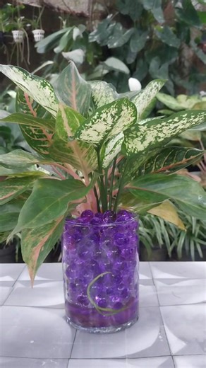Aglaonema Sparkle Display #hydrogel