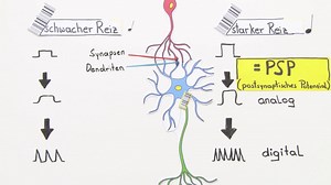 Nervensystem – Codierung von Informationen | sofatutor.com