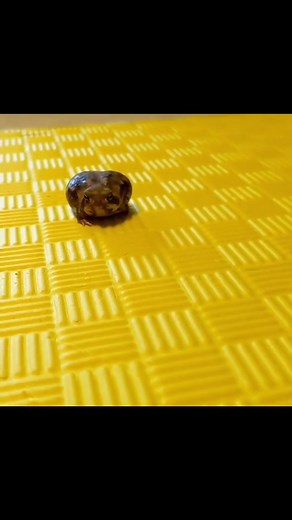 Colorful Frog Species: A Compilation of Different Frogs and Toads