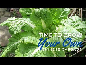 Growing Chinese Cabbage In Hydroponics in the Philippines