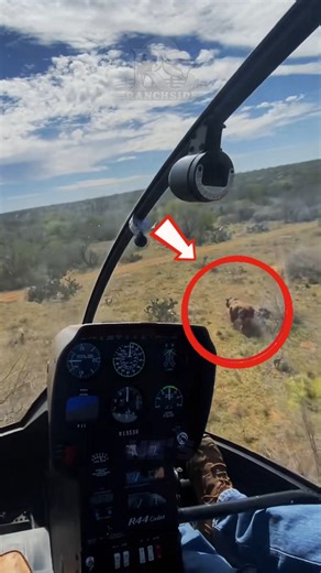 How Cowboys Use Helicopters to Round Up Cattle #americanranch #animals #cow #cowboy #horse