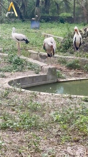 Caught These Birds Having a Serious Meeting