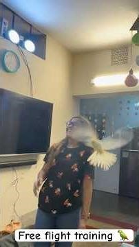 Bird free flight training 🦜 #pets #birds #freeflightparrot #funnyanimals #parrot #cockatiel #cats