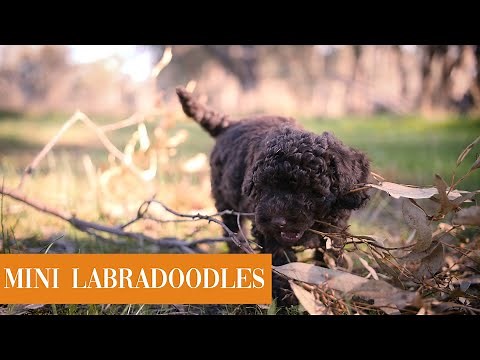 Mini Labradoodle Puppies Australia