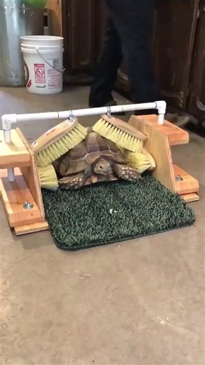 Tortoise shells have nerve endings and are sensitive to the slightest touch. This turtle at Badger Run Wildlife Rehab likes to feel her shell scratched, so a volunteer made her a scratching device