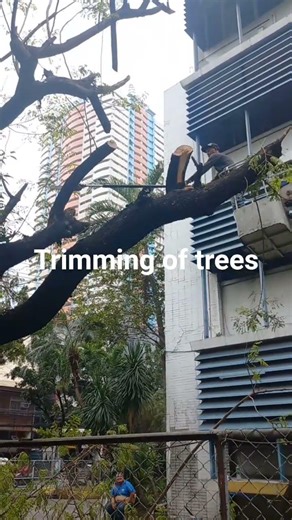 Trimming of trees