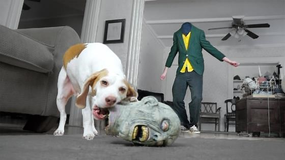 Pup steals zombie’s head in funny prank